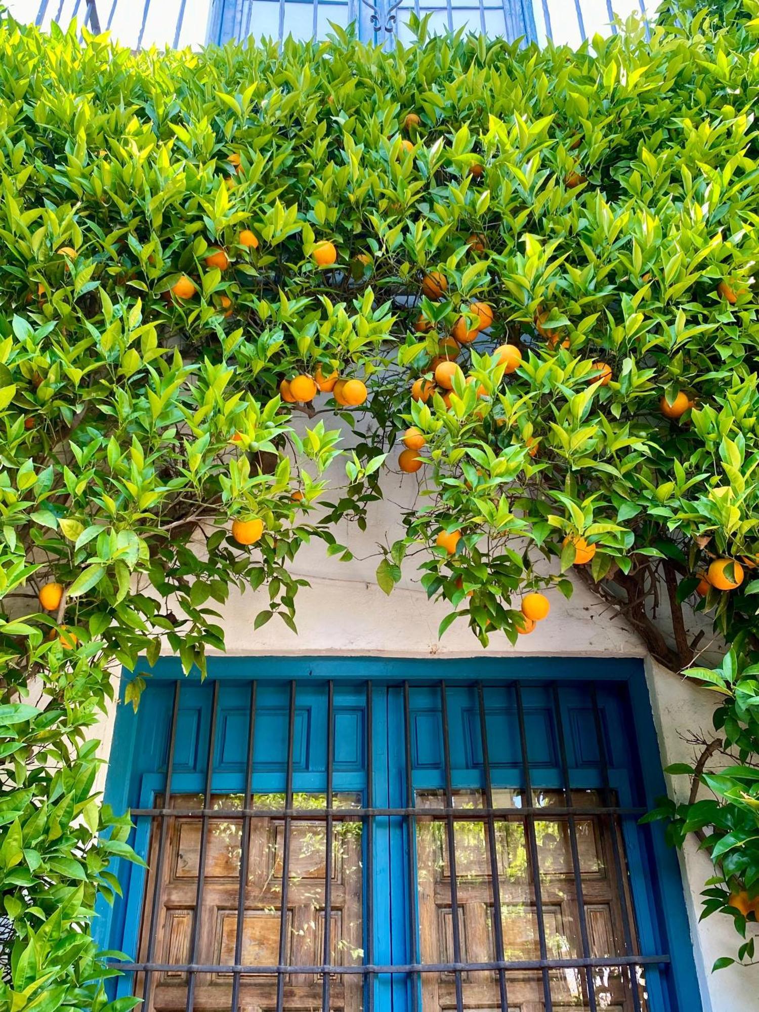 La Buganvilla De Santiago Cordoba Ngoại thất bức ảnh